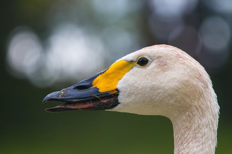 Bird Watching