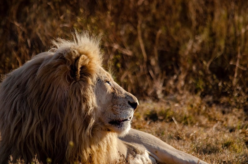 Lion